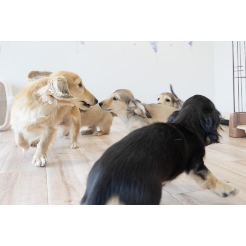 販売中の静岡県のカニンヘンダックスフンド(ロングヘアード)-424549の9枚目