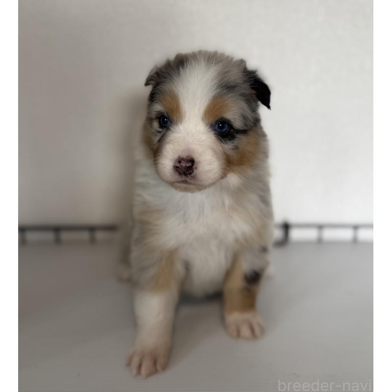 商談中の山梨県のオーストラリアンシェパード-444622の4枚目