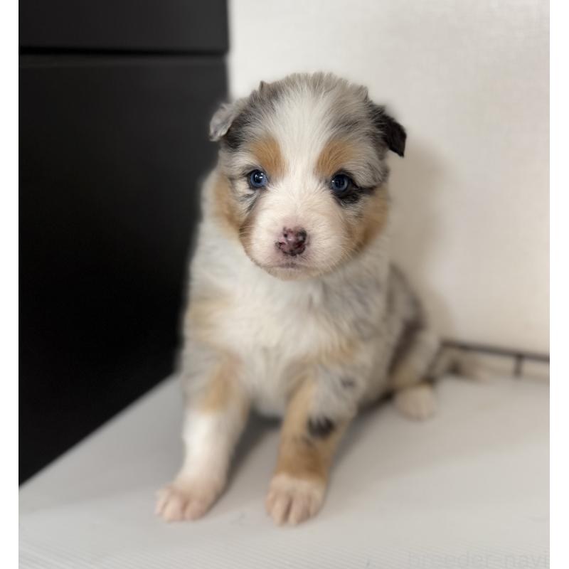 商談中の山梨県のオーストラリアンシェパード-444622の3枚目