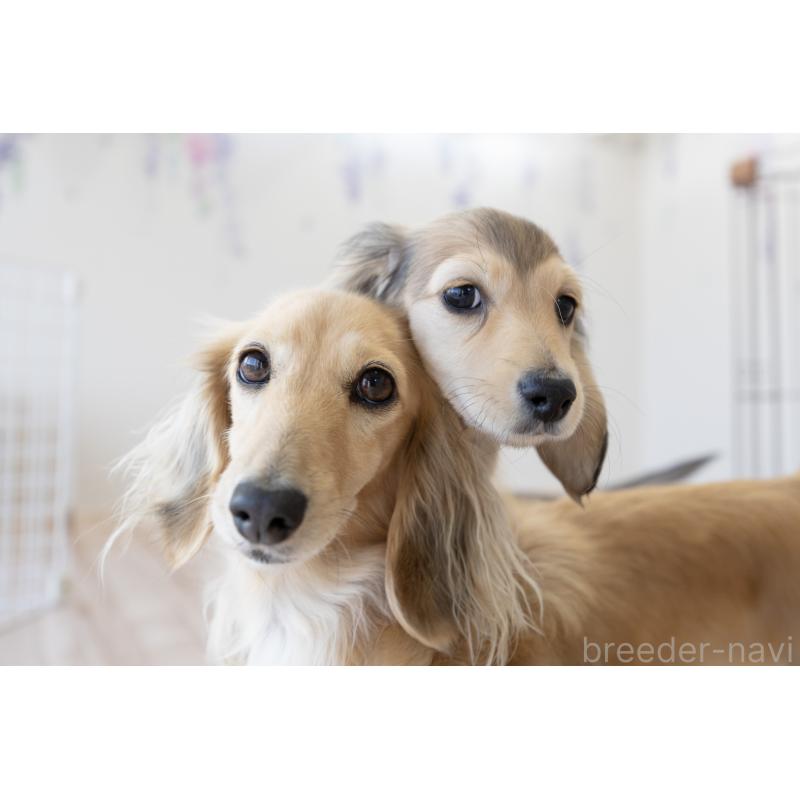 販売中の静岡県のカニンヘンダックスフンド(ロングヘアード)-424549の3枚目