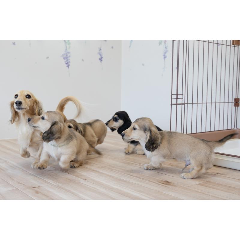 販売中の静岡県のカニンヘンダックスフンド(ロングヘアード)-424549の2枚目