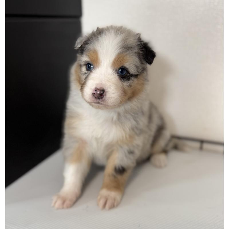 商談中の山梨県のオーストラリアンシェパード-444622の2枚目