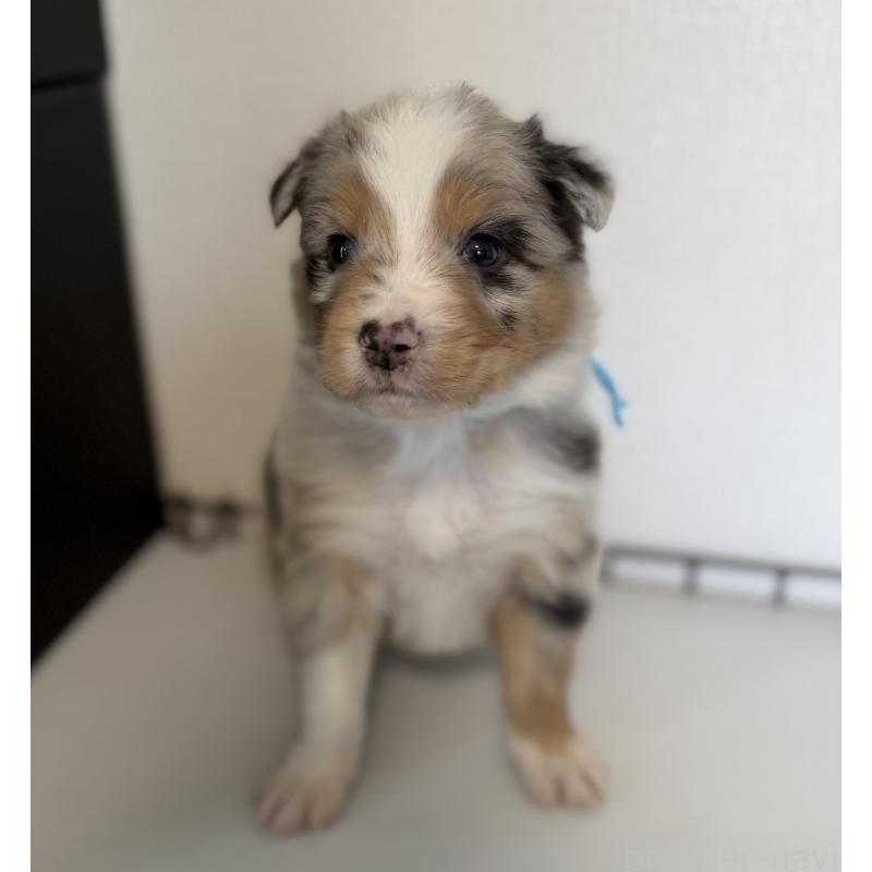 販売中の山梨県のオーストラリアンシェパード-444632の4枚目