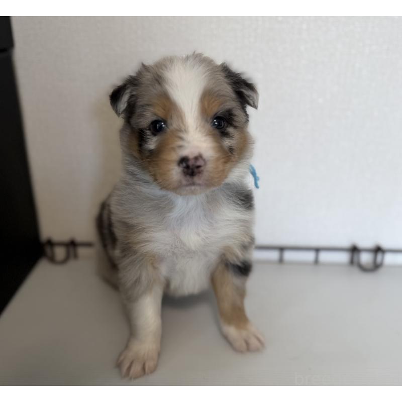 販売中の山梨県のオーストラリアンシェパード-444632の3枚目