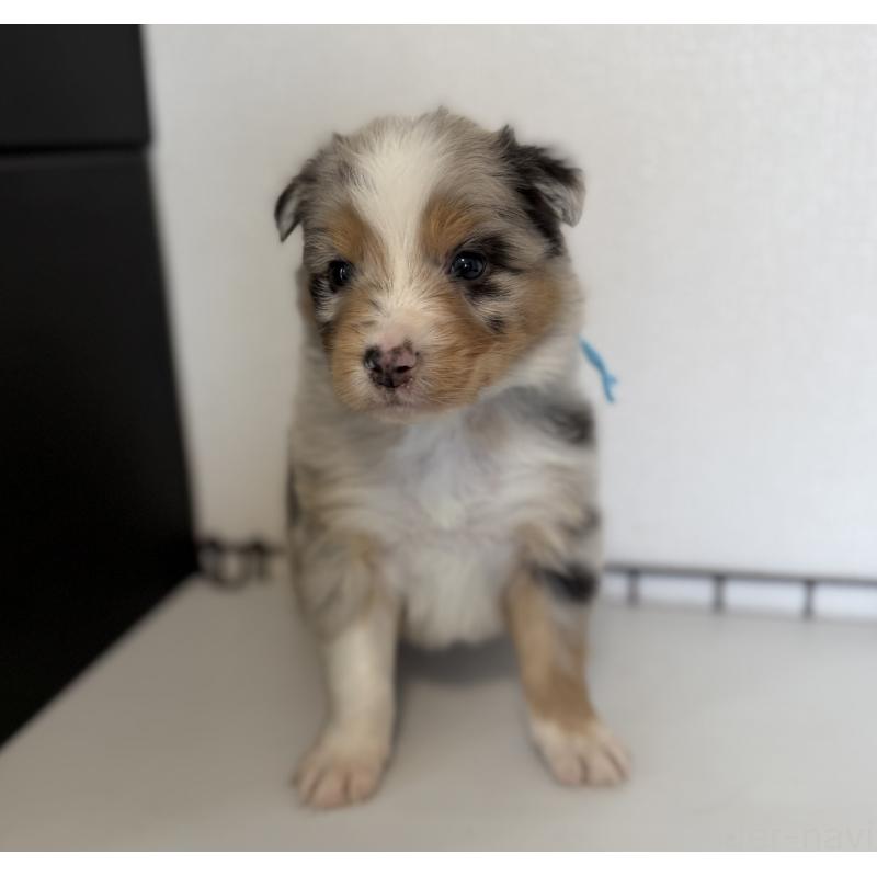 販売中の山梨県のオーストラリアンシェパード-444632の2枚目