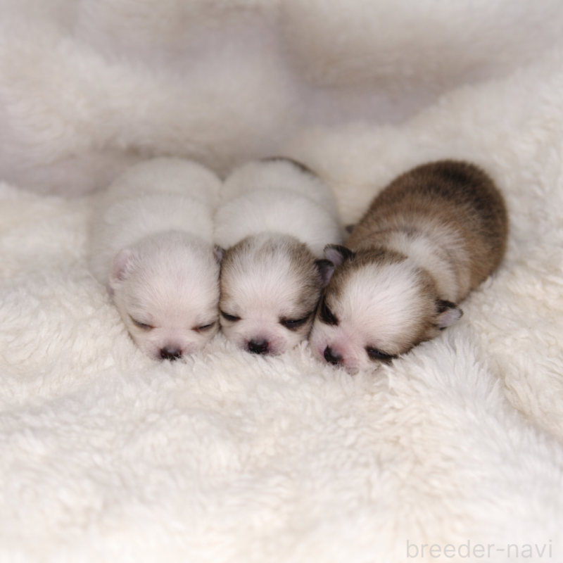 販売中の福岡県のポメチワ:ポメラニアン×チワワ-449427