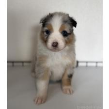 ♀︎オーストラリアンシェパード