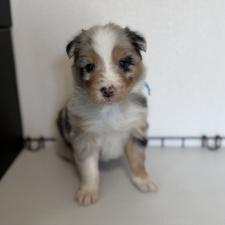 ♀︎オーストラリアンシェパード