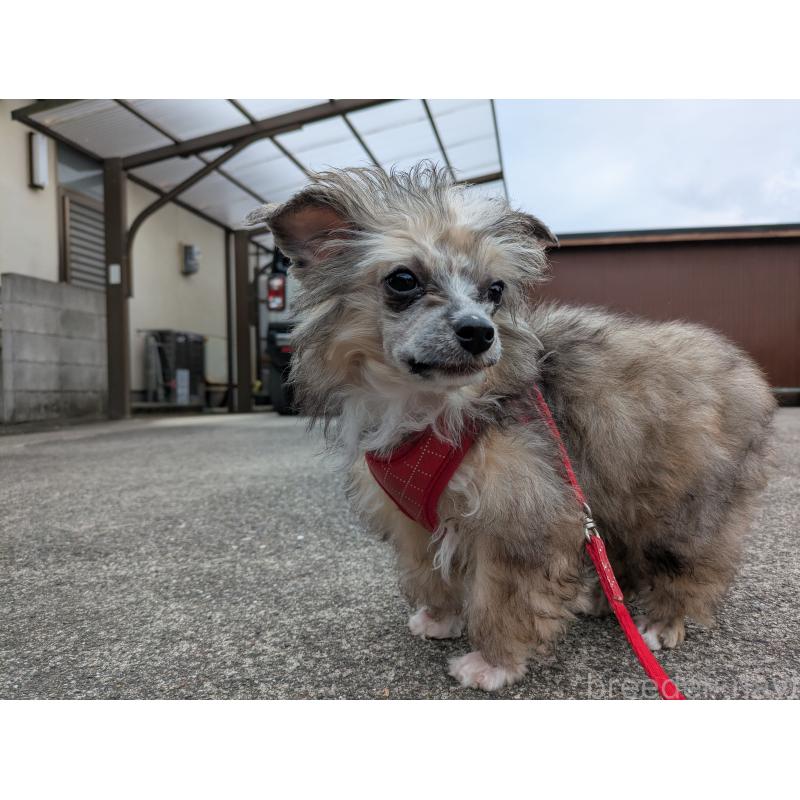 販売中の大分県のチャイニーズクレステッドドッグ-431885の11枚目