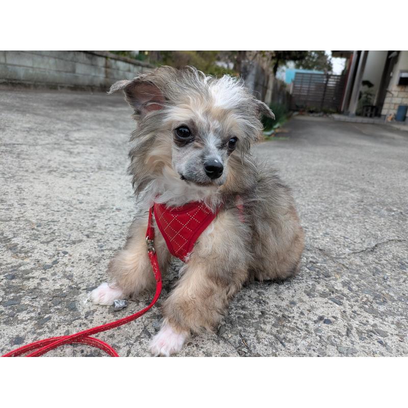 販売中の大分県のチャイニーズクレステッドドッグ-431885の10枚目