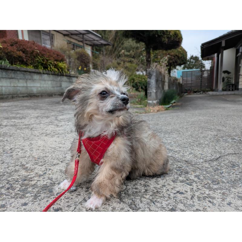 販売中の大分県のチャイニーズクレステッドドッグ-431885の9枚目