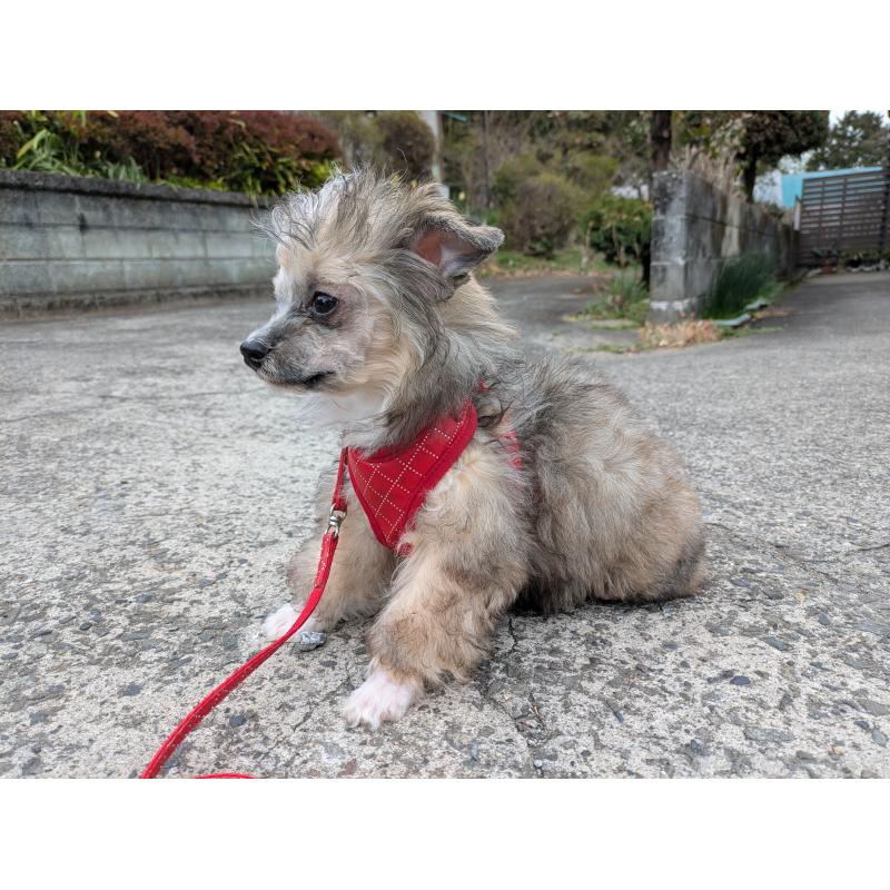 販売中の大分県のチャイニーズクレステッドドッグ-431885の8枚目