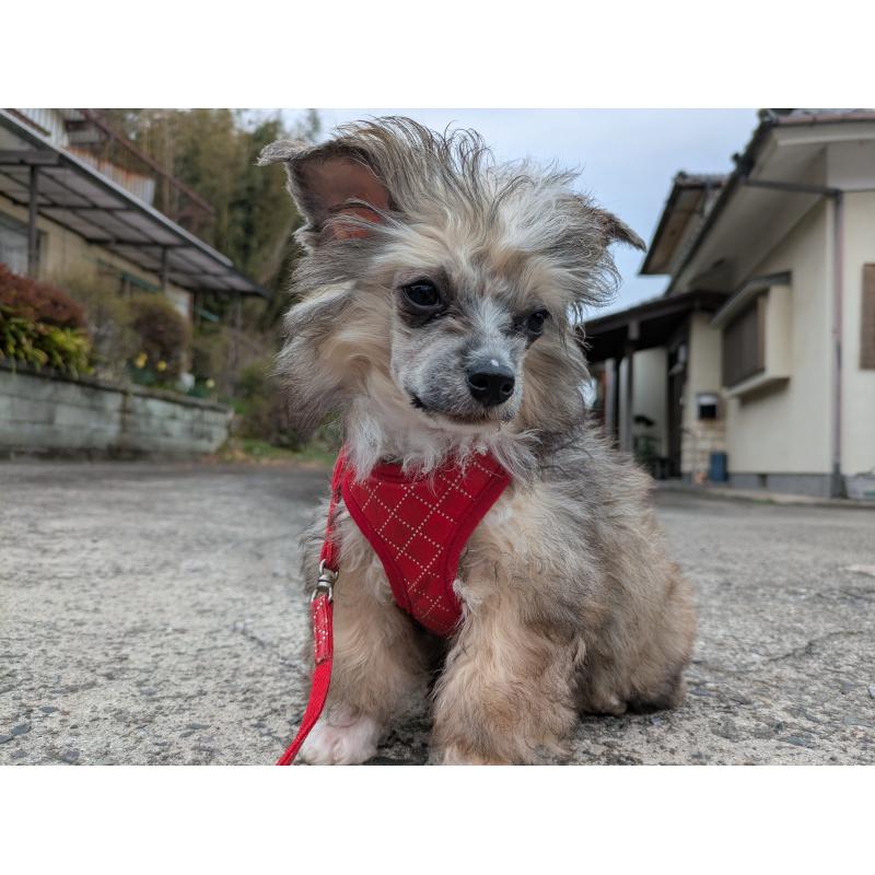 販売中の大分県のチャイニーズクレステッドドッグ-431885の7枚目