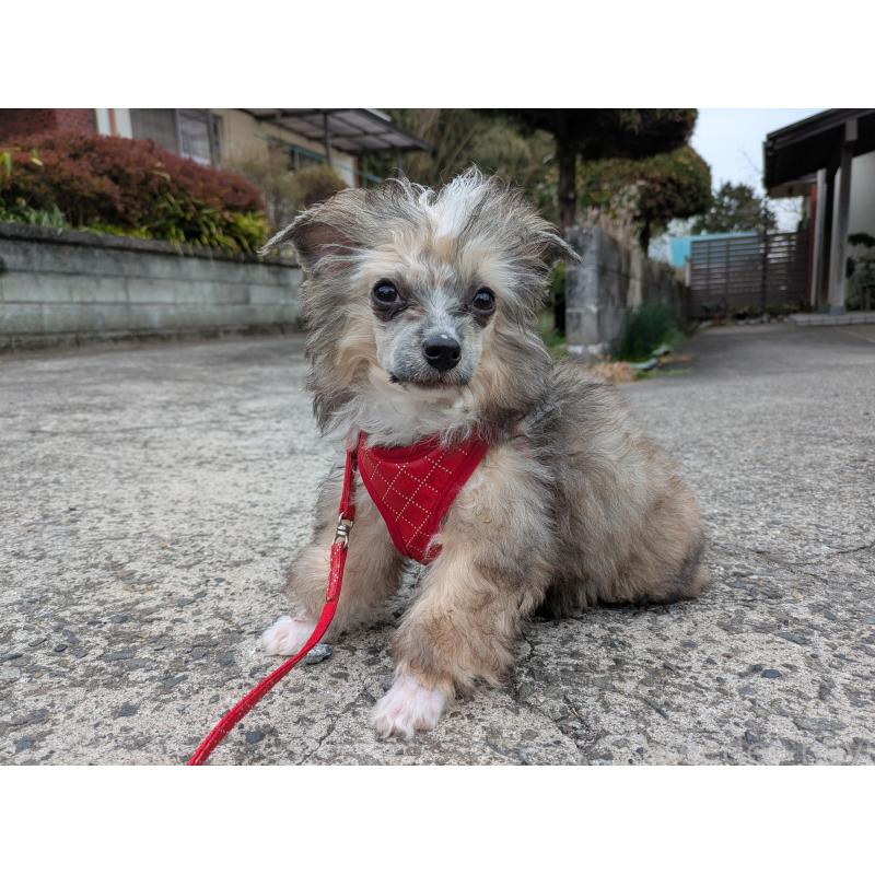 販売中の大分県のチャイニーズクレステッドドッグ-431885の5枚目