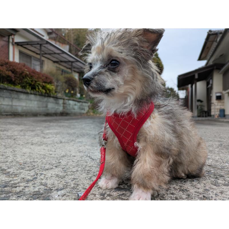 販売中の大分県のチャイニーズクレステッドドッグ-431885の4枚目