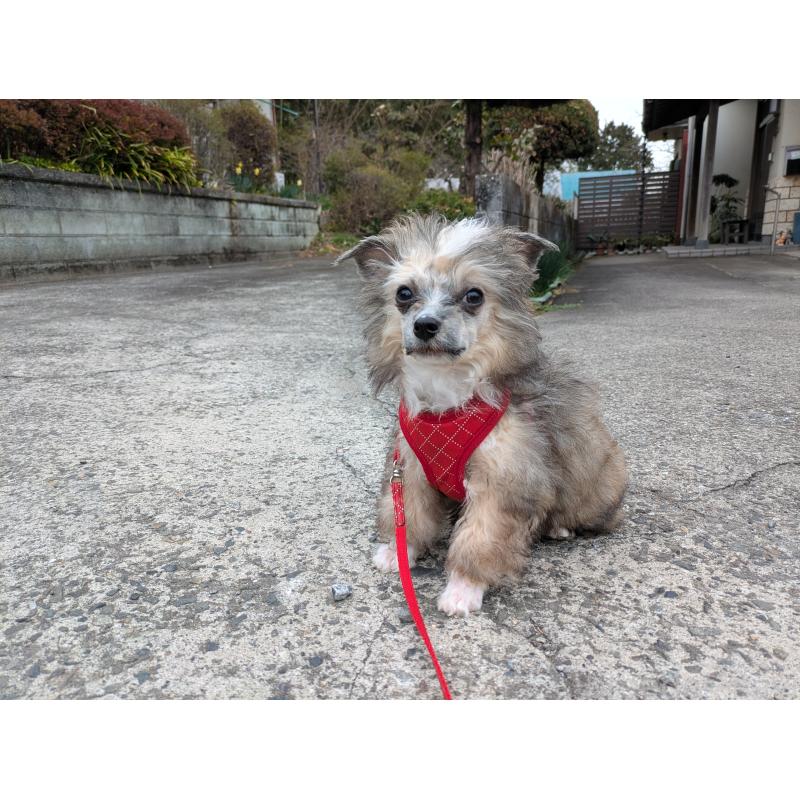 販売中の大分県のチャイニーズクレステッドドッグ-431885の3枚目