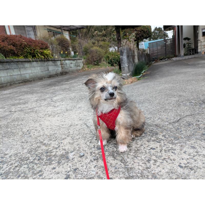 販売中の大分県のチャイニーズクレステッドドッグ-431885の2枚目