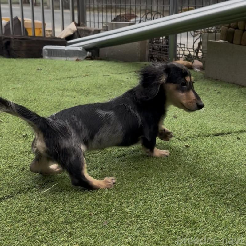 成約済の兵庫県のミニチュアダックスフンド(ロングヘアード)-435902の4枚目