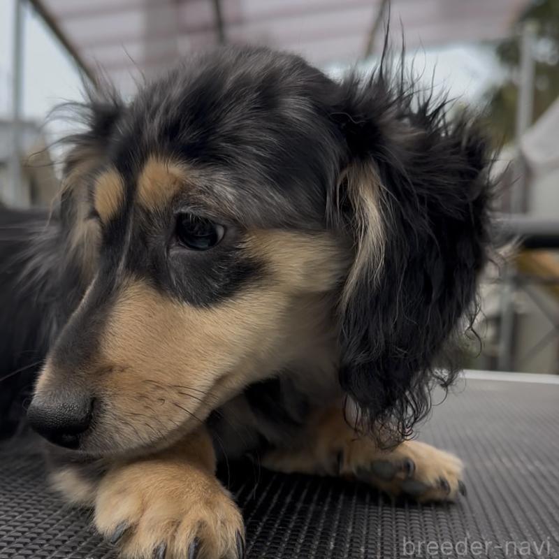 成約済の兵庫県のミニチュアダックスフンド(ロングヘアード)-435902の3枚目