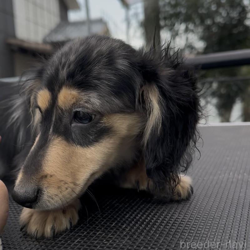 成約済の兵庫県のミニチュアダックスフンド(ロングヘアード)-435902の2枚目
