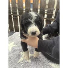 ♀︎バーニードゥードル:バーニーズ×スタンダードプードル