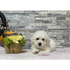 ♀︎ビションプー:ビションフリーゼ×トイプードル