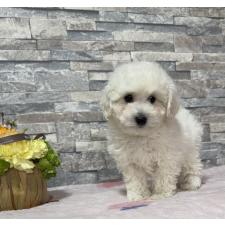 ♀︎ビションプー:ビションフリーゼ×トイプードル