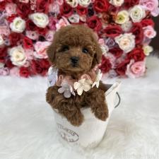 ♀︎ティーカッププードル