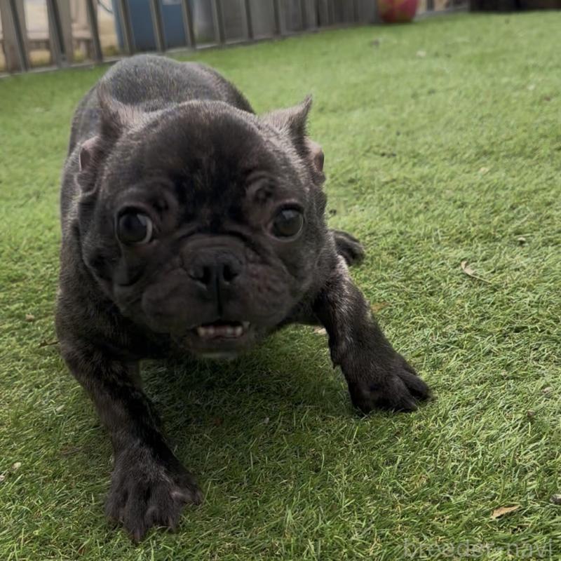 成約済の兵庫県のフレンチブルドッグ-422377の3枚目