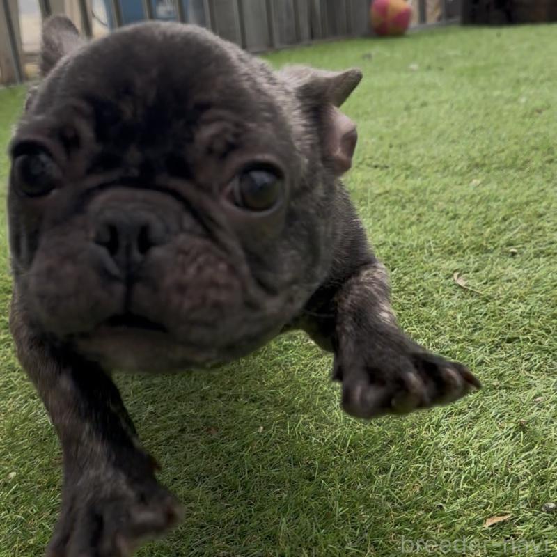 成約済の兵庫県のフレンチブルドッグ-422377の2枚目