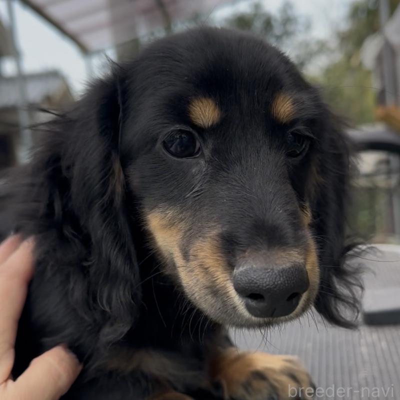 成約済の兵庫県のミニチュアダックスフンド(ロングヘアード)-435901の2枚目