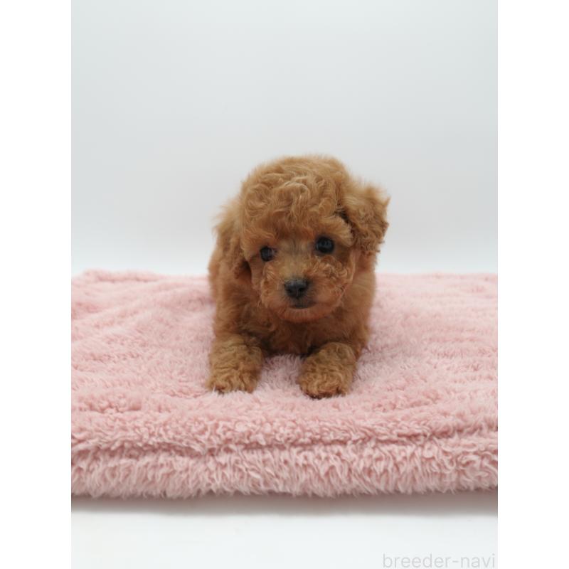 販売中の群馬県のトイプードル-443534の3枚目