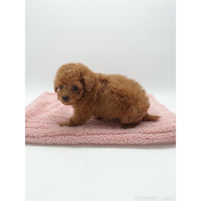 販売中の群馬県のトイプードル-443534の2枚目