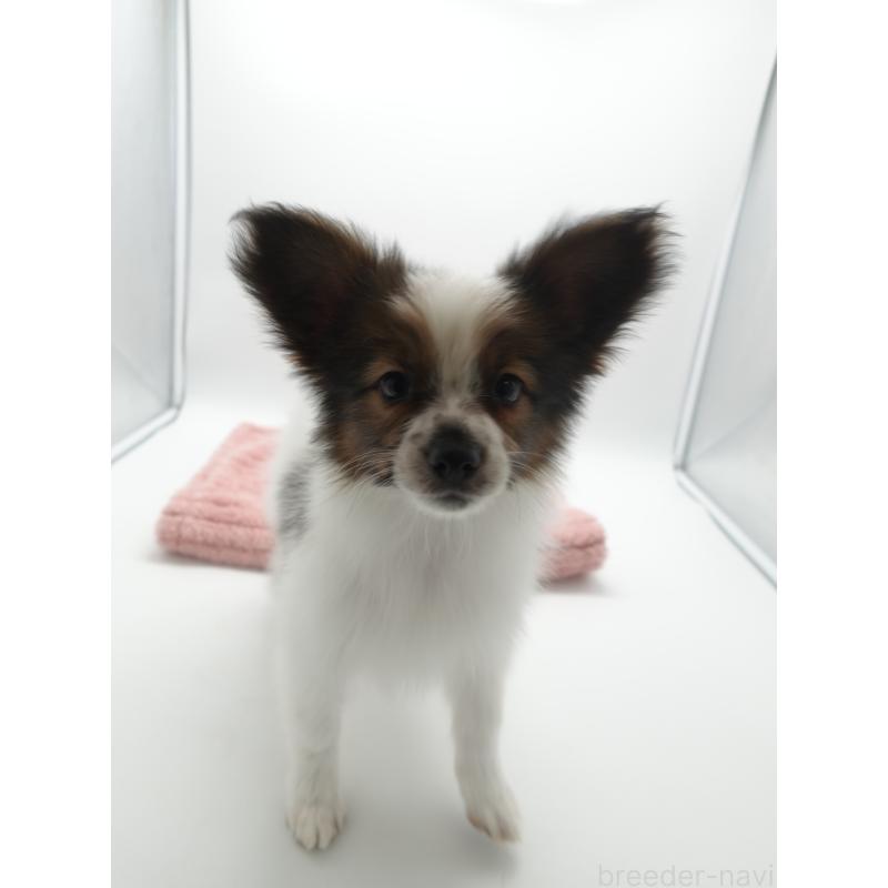 販売中の群馬県のパピヨン-442873の3枚目