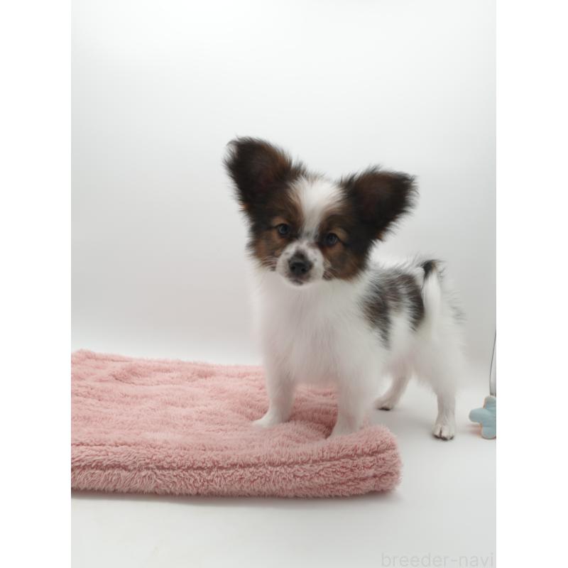 販売中の群馬県のパピヨン-442873の2枚目