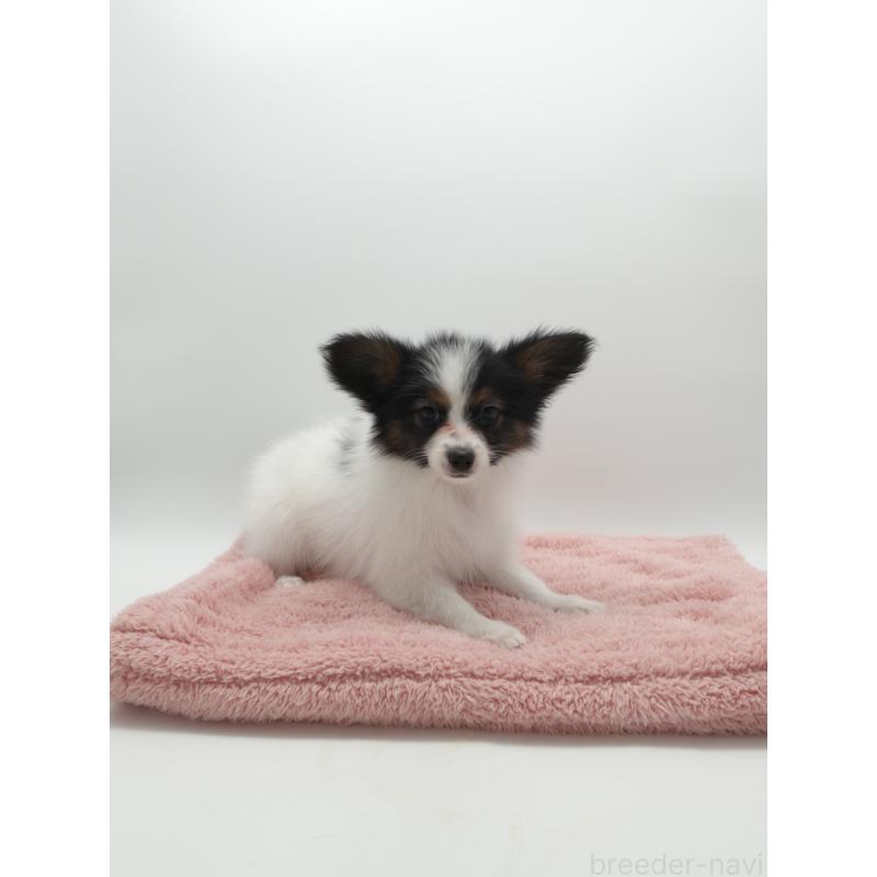 販売中の群馬県のパピヨン-436785の3枚目