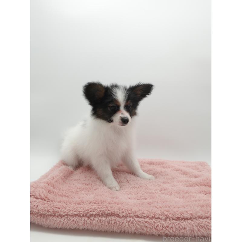 販売中の群馬県のパピヨン-436785の2枚目