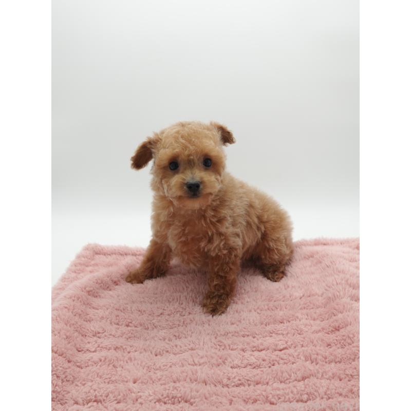 販売中の群馬県のトイプードル-442333の3枚目