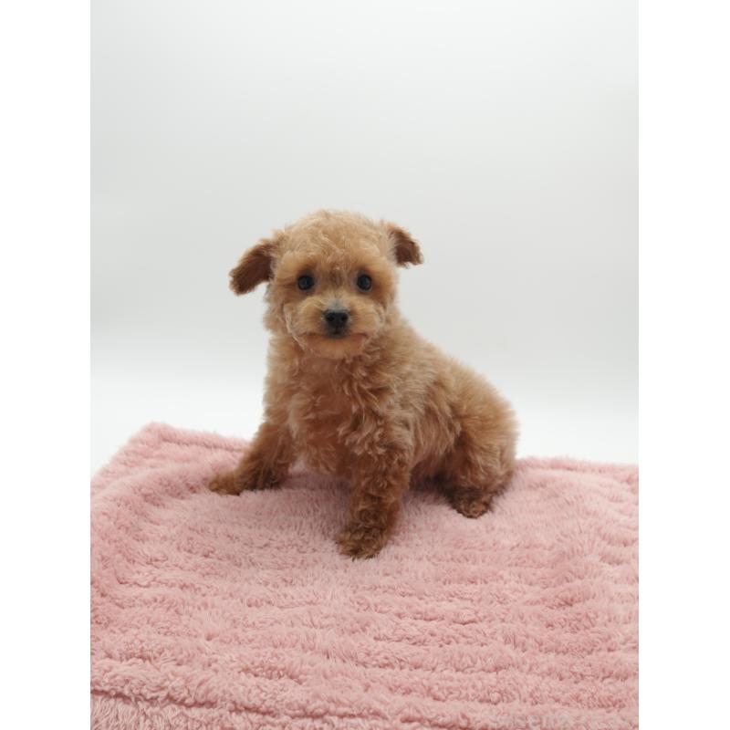 販売中の群馬県のトイプードル-442333の2枚目