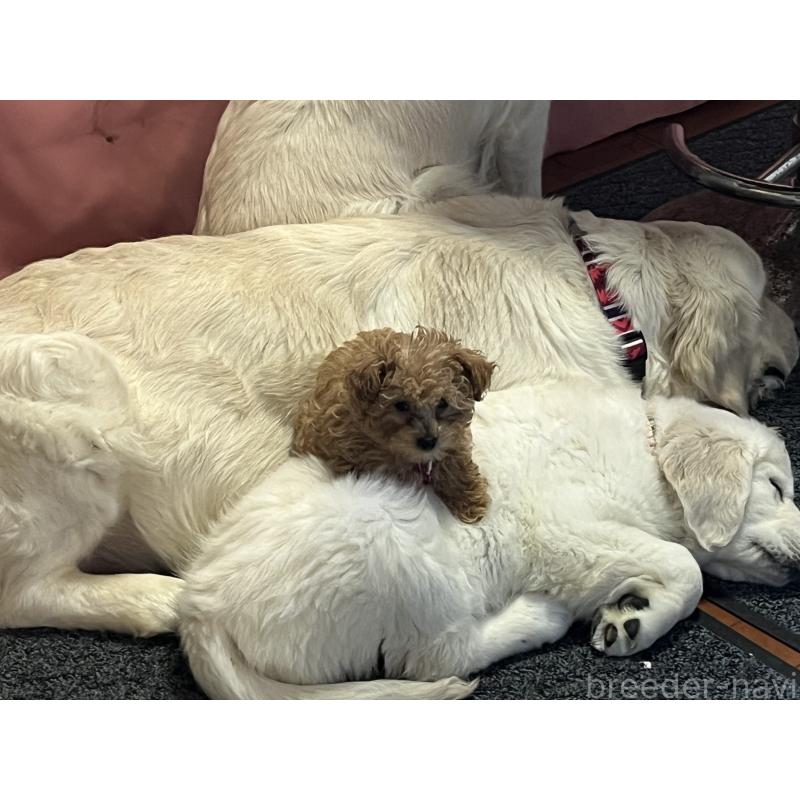 販売中の茨城県のタイニープードル-436392の5枚目