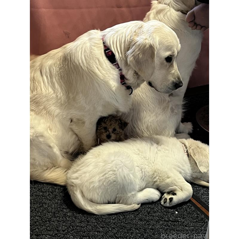 販売中の茨城県のタイニープードル-436392の4枚目