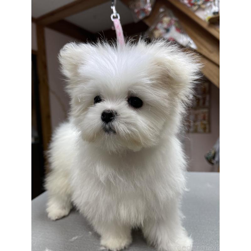 商談中の岡山県のマルチーズ-443067の9枚目