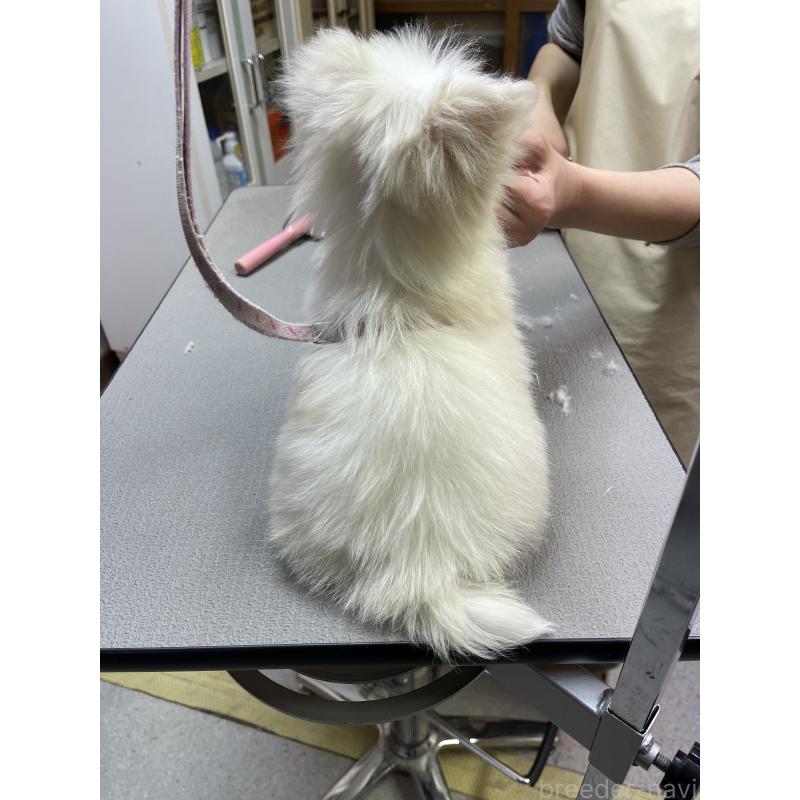 商談中の岡山県のマルチーズ-443067の8枚目