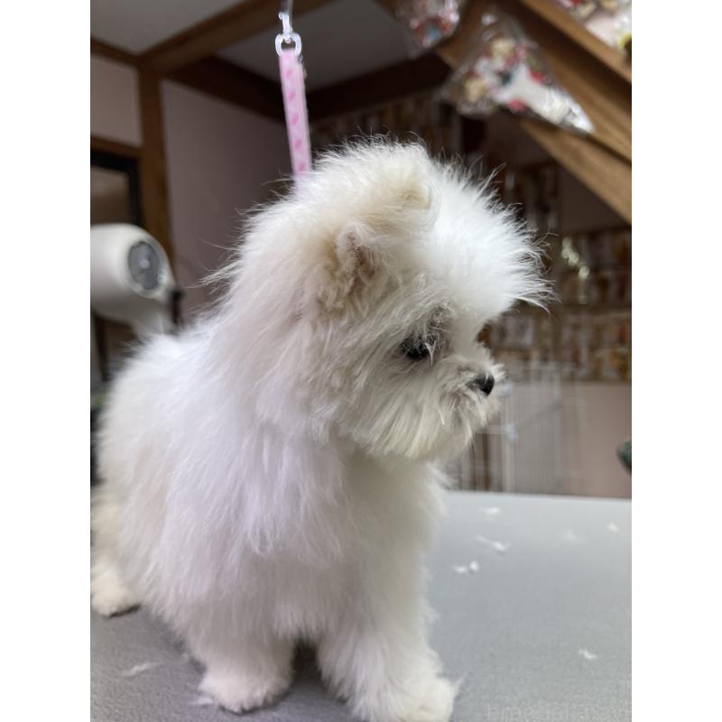 商談中の岡山県のマルチーズ-443067の7枚目