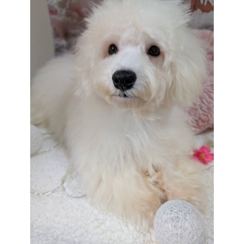 販売中の福井県のビションフリーゼ-431401の2枚目