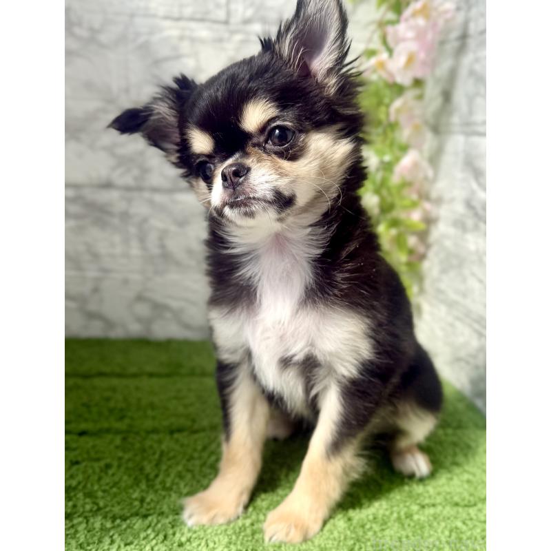 販売中の埼玉県のチワワ(ロングコート)-442731の8枚目