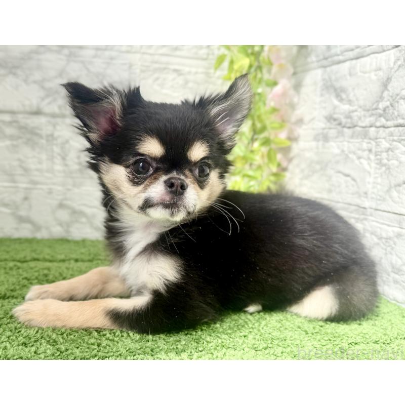 販売中の埼玉県のチワワ(ロングコート)-442731の7枚目