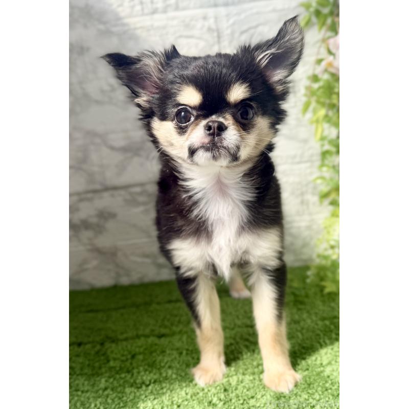 販売中の埼玉県のチワワ(ロングコート)-442731の6枚目