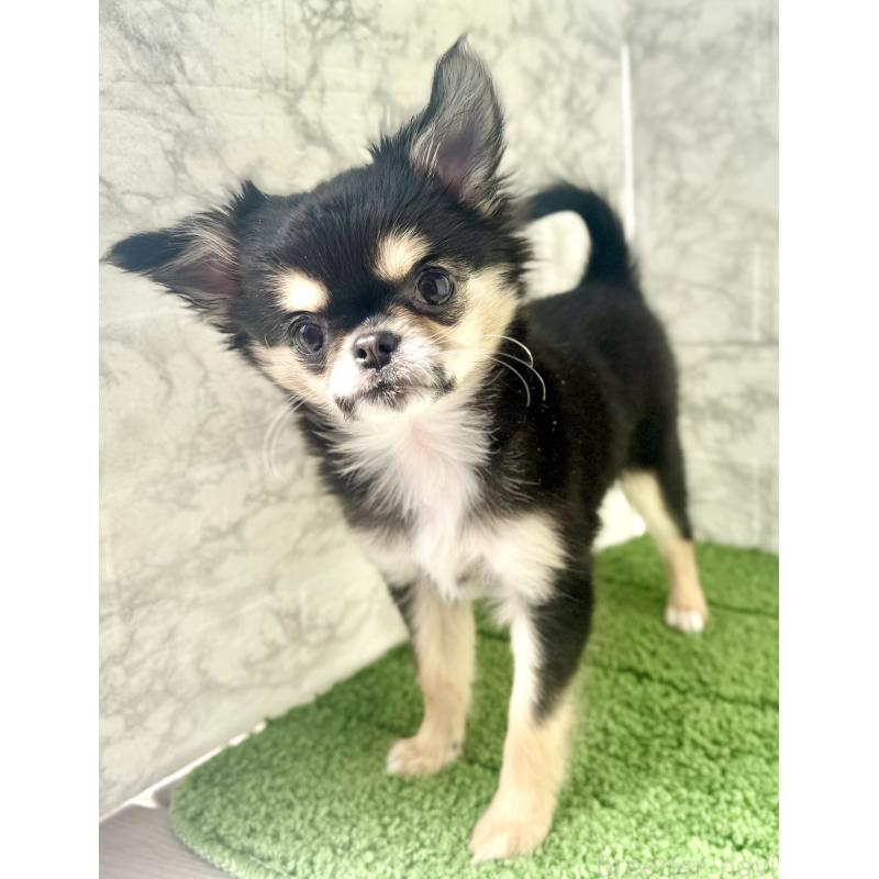 販売中の埼玉県のチワワ(ロングコート)-442731の5枚目