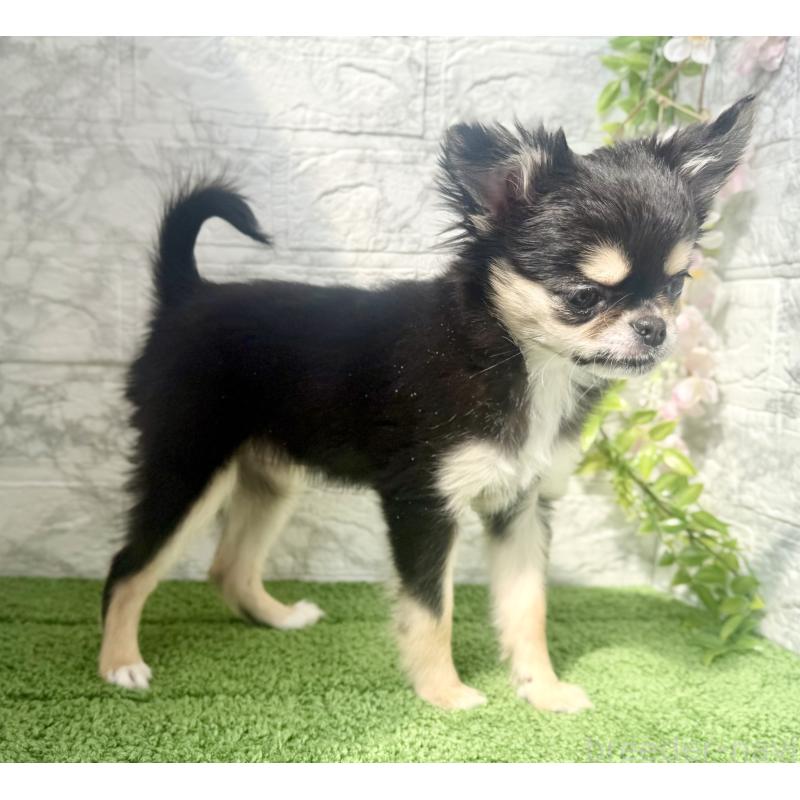 販売中の埼玉県のチワワ(ロングコート)-442731の4枚目